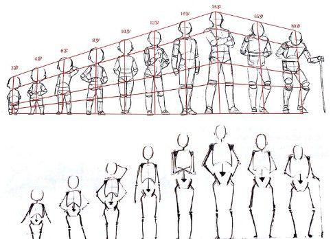 次世代建模之人体比例及肌肉骨骼介绍
