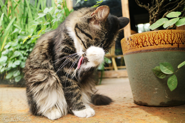 猫、宠物 (2) (图片版权所属:靠谱客) 猫、宠物 (2)