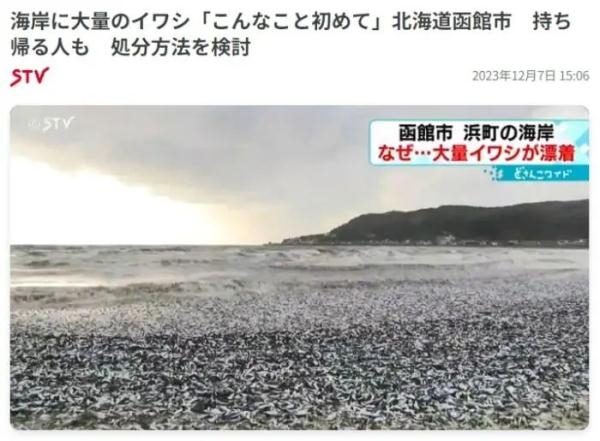 日本北海道海岸现大量沙丁鱼尸体:密密麻麻铺满水面 场面骇人