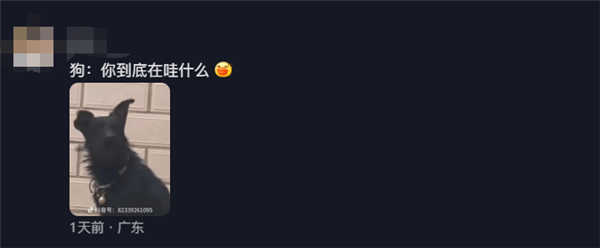 狐狸和狗一起生活 一开口狗里狗气 网友:都是犬科