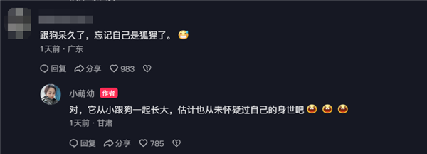 狐狸和狗一起生活 一开口狗里狗气 网友:都是犬科