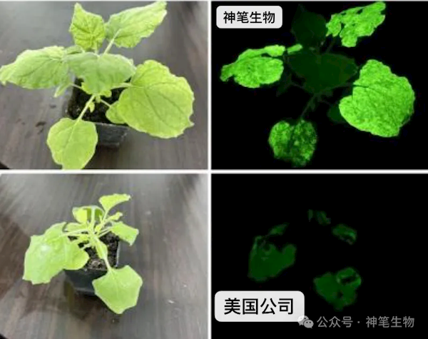 《阿凡达》世界成真!我国科研团队成功打造出高亮发光植物
