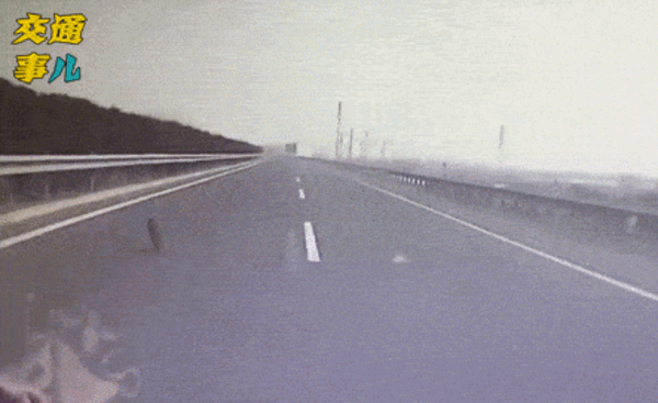 高速路上出现小动物 是躲还是直接撞:官方解读来了