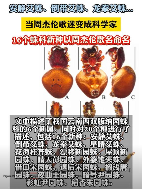 周杰伦16首歌曲命名16个蜘蛛新种