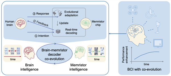 全球首个！我国科学家取得脑机接口新突破