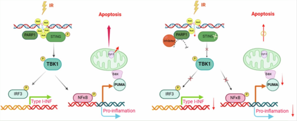 首次发现！中国科学家破解细胞死亡之谜