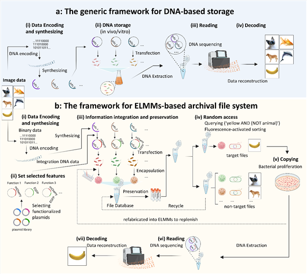 清华大学研发细菌彩珠硬盘:突破dna存储瓶颈 一个冰箱体积能存2.6亿tb数据