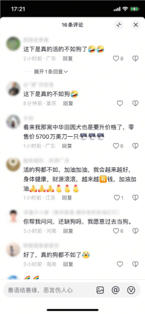 世界上最贵的狗被卖出:系狼和牧羊犬杂交 以4100万元成交