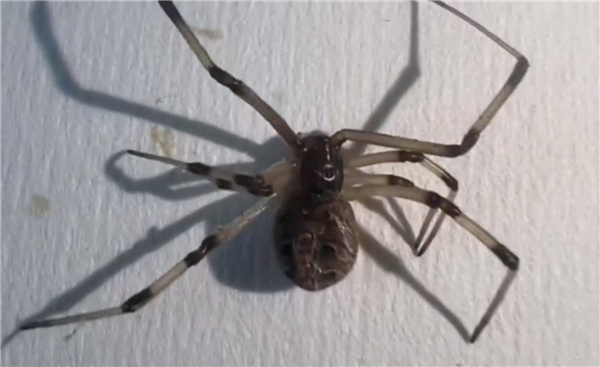 黑寡妇同属！一只“褐寡妇”蜘蛛被查获：被咬一口老疼了