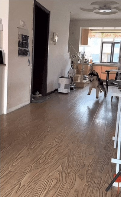 从“嗨，爹地”到现象级萌宠博主，一只“爹宝狗”如何迷倒300万年轻人？