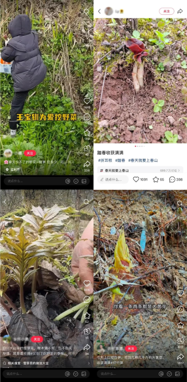 挖野菜成顶流，这届年轻人太会玩！