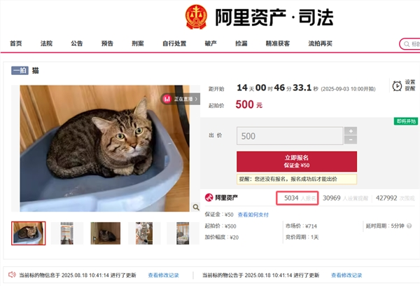 主人因欠钱 3 岁狸花猫被法拍 已超 5 千人报名竞拍