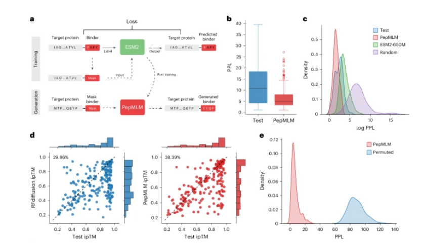 颠覆百年制药规则！美国双名校联手打造PepMLM：仅凭序列就能造药，63%命中率震撼医学界