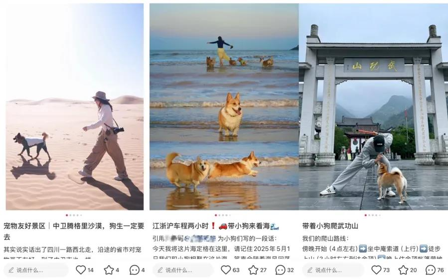 年订单破10万、加价千元仍爆满！年轻人带“毛孩子”出游成风口
